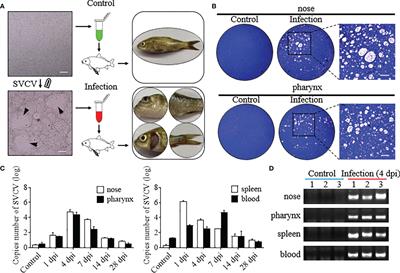 Dynamic Interaction Between Mucosal Immunity and Microbiota Drives Nose and Pharynx Homeostasis of Common Carp (Cyprinus carpio) After SVCV Infection